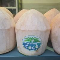 Gambar 1 buah kelapa muda batok dari tendercoco undefined 1 Tokopedia