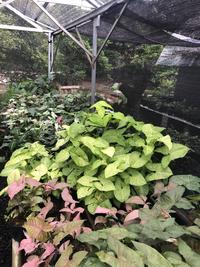 Gambar syngonium lemon dari Tokoku Berkahmu undefined 4 Tokopedia