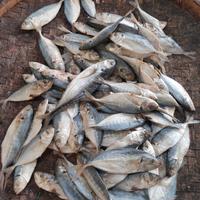 Gambar Ikan asin campuran /campur Campur Kemasan 1kg Murah #Ikanasintegal - 1000gr dari Ikan Asin Siuntung undefined 1 Tokopedia