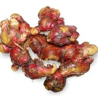 Gambar jahe merah 1/2kg segar dari Berkah sayur1sagala undefined 1 Tokopedia