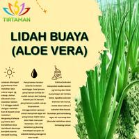 Gambar Lidah Buaya / Aloe Vera - M dari TIRTAMAN undefined 3 Tokopedia