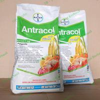 Gambar Fungisida Antracol 70 WP 1 Kg. Obat antraknosa, bercak daun tanaman dari TB - Tani Berhasil undefined 3 Tokopedia
