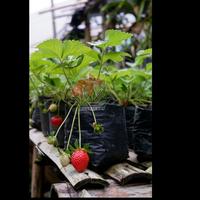 Gambar bibit buah strawberry mencir strawberry varietas baru mudah adaptasi dari Akar lebat undefined 3 Tokopedia