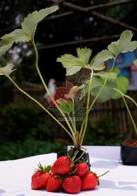 Gambar Bibit Strawberry Berastagi, Beli 15 Free 1 bibit dari Akar lebat undefined 3 Tokopedia