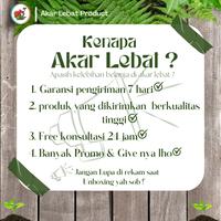 Gambar Bibit Strawberry Berastagi, Beli 15 Free 1 bibit dari Akar lebat undefined 5 Tokopedia