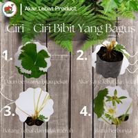 Gambar Bibit Strawberry Berastagi, Beli 15 Free 1 bibit dari Akar lebat undefined 2 Tokopedia