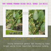 Gambar BIJI BENIH BIBIT TERONG PONDOH KECIL SERGE HIJAU dari petanirumahan undefined 1 Tokopedia