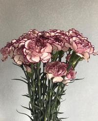 Gambar [Byliss] Bunga Import Bunga Carnation Mariposa | Bunga Fresh dari Byliss undefined 1 Tokopedia