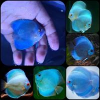Gambar ikan hias discus blue diamond untuk aquarium dan aquascape dari Kamimasai Aquatic undefined 1 Tokopedia