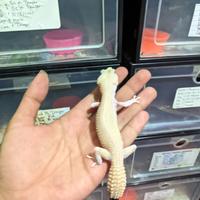 Gambar gecko super snow raptor dari Fadhiq Reptil Jakarta undefined 4 Tokopedia