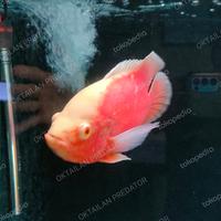 Gambar ikan oscar red chili dari OKTAILAN PREDATOR undefined 3 Tokopedia