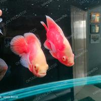 Gambar ikan oscar red chili dari OKTAILAN PREDATOR undefined 2 Tokopedia