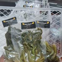 Gambar Sayur Asin Basah / Sawi Asin Home Made tanpa pengawet dari Oot Sari undefined 1 Tokopedia