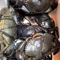 Gambar Kepiting Hidup Berkualitas 1Kg dari IKAN LAUT SEGAR CAK AL FATH undefined 2 Tokopedia