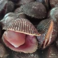 Gambar Kerang bulu hidup dari Lucky Seafood undefined 1 Tokopedia