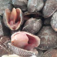 Gambar Kerang bulu hidup dari Lucky Seafood undefined 2 Tokopedia