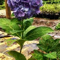 Gambar tanaman bunga hortensia/bokor dari HASBIFLORIST undefined 3 Tokopedia