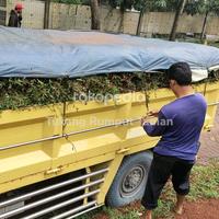 Gambar Paket Rumput Gajahan/Paitan 1 Truk Engkel Murah dari Tukang Rumput Taman undefined 1 Tokopedia