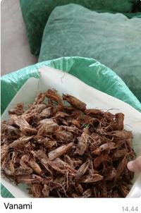 Gambar Kepala Udang Vanami KERING kemasan 1 kg / pakan ternak / tepung udang dari PT. Koloni Walet Indonesia undefined 1 Tokopedia