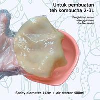Gambar scoby kombucha dari Ms.kombucha undefined 2 Tokopedia