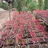Gambar Japanese Red Maple atau Bonsai Japanese Red Maple dari GERAI TANAMAN HIAS undefined 1 Tokopedia
