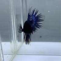Gambar Ikan Cupang Crowntail Serit Male dari WYCstore undefined 4 Tokopedia