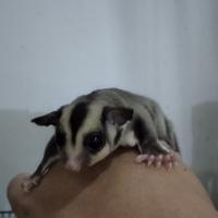 Gambar Anakan Sugar Glider Joey Classic Grey Jinak dari TokoNutsTokoNuts undefined 1 Tokopedia