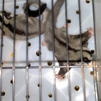 Gambar Anakan Sugar Glider Joey Classic Grey Jinak dari TokoNutsTokoNuts undefined 2 Tokopedia