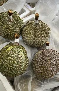 Gambar Buah Durian Black Thorn Sultan Malaysia 1KG, 2KG,3KG Fresh Import - 2.4KG dari CoffeeCago undefined 3 Tokopedia