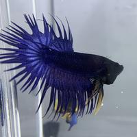 Gambar Ikan Cupang Crowntail Serit Male dari WYCstore undefined 2 Tokopedia