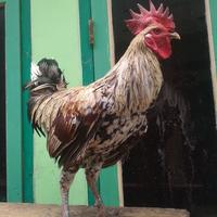 Gambar Ayam Ketawa Sepasang Tipe Disco Sehat & Rajin Kokok Cocok Untuk Hobi Koleksi Asli Berkualitas dari smoga berkah jaya undefined 3 Tokopedia