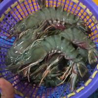 Gambar Udang Segar Fresh Grade A Ukuran sedang Udang Pancet - 1 Kilogram - - Size 45-60 dari PUSAT IKAN SEGAR BosKAHFI undefined 1 Tokopedia