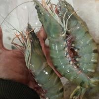 Gambar Udang Segar Fresh Grade A Ukuran sedang Udang Pancet - 1 Kilogram - - Size 45-60 dari PUSAT IKAN SEGAR BosKAHFI undefined 3 Tokopedia