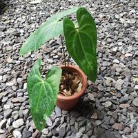 Gambar Anthurium Papilaminum Hybrid Gladiator 3 Daun Sz Rmj dari BLT garden undefined 1 Tokopedia