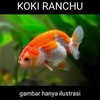Gambar ikan koki dari Bintang Tirta Aquarium undefined 2 Tokopedia