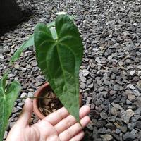 Gambar Anthurium Papilaminum Hybrid Gladiator 3 Daun Sz Rmj dari BLT garden undefined 2 Tokopedia
