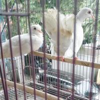 Gambar burung puter putih mata merah sepasang dari Kaktung undefined 2 Tokopedia
