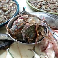 Gambar kepiting jumbo hidup 200 gram dari toko sumpit felicia undefined 1 Tokopedia