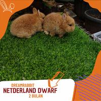 Gambar kelinci nd orange dan Chincilia dari dreamrabbit shop undefined 1 Tokopedia