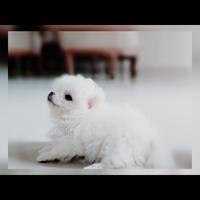 Gambar Pomeranian/minipom/superminipom/teacup 1,5bln vaksin only dari Salatiga Petshop2 undefined 2 Tokopedia