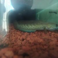 Gambar channa stewarti arunachal - 7-8cm dari raincity_bettafish undefined 2 Tokopedia