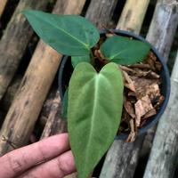 Gambar anthurium papillilaminum narrow dark form dari Rohman florist undefined 2 Tokopedia