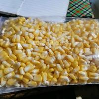 Gambar Jagung Manis Pipil Jasuke dari Lapakgrosirofficial undefined 3 Tokopedia