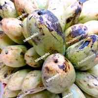 Gambar MANGGA GOLEK JUMBO MATANG POHON PROBOLINGGO dari Pelita99Store undefined 2 Tokopedia