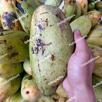 Gambar MANGGA GOLEK JUMBO MATANG POHON PROBOLINGGO dari Pelita99Store undefined 1 Tokopedia
