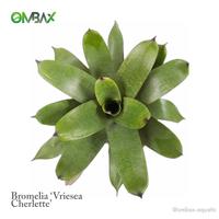 Gambar Bromelia ‘Vriesea Cherlette’ - Tanaman / Hybird / Rare / Import dari ombax rainforest undefined 1 Tokopedia
