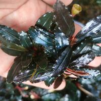 Gambar bucephalandra Sweet Maharani 5pcs + bonus buce brownie 10pcs dari BUCEPHALANDRA AQUASCAPE undefined 4 Tokopedia