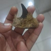 Gambar Tanduk Raja kucing hutan dari amie colection undefined 1 Tokopedia