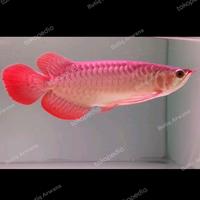 Gambar Ikan Arwana Super Red SSB Blod Spesial dari Butiq Arwana Real undefined 3 Tokopedia