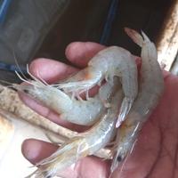 Gambar udang peci kecil segar dari judin udang segar pademangan undefined 4 Tokopedia